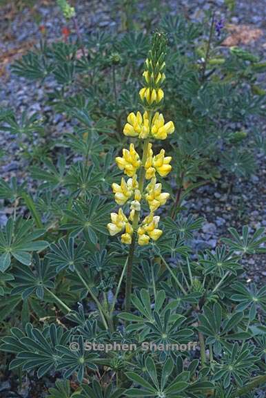 lupinus microcarpus 1 graphic